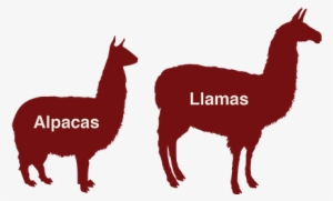 Alpaca V Llama - Llama Silhouette