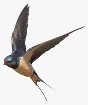 Swallow Png