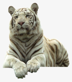 White Tiger - White Tiger With Transparent Background