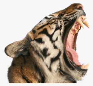 Tiger Open Mouth - Tiger Roaring Transparent Background