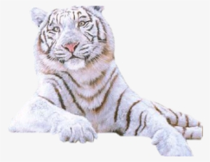 Drawn White Tiger Transparent - Gif