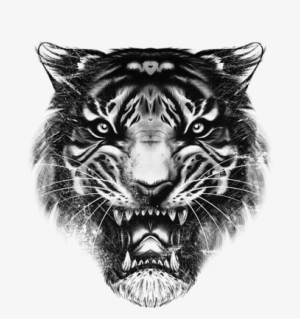 Drawn Tiger Pencil And - Tiger Top