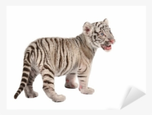 White Tiger Png Baby White Tiger Sticker - White Tiger