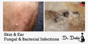 Skin And Ear Bacterial And Yeast Infections On Dogs - Yeast Infection Skin Dogs