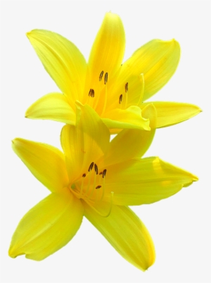Lily Blossom, Yellow, Flower, Plant, Garden, Summer - Flor De Lirio Png