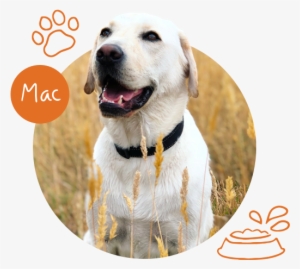 Mac And Mates - Labrador Retriever