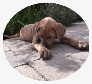 Facepalm - Vizsla