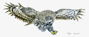Great Grey Owl Watercolor