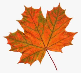 Leaf Png Transparent - Maple Leaf Transparent Png