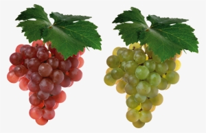 Red Grapes