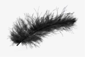 Transparent Background Black Feather Png