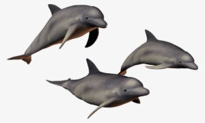 Free Png Dolphin Png Images Transparent - Dolphin With A Transparent Background