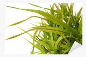 Ornamental Grass Phalaris Arundinacea Arctic Sun Wall - Sweet Grass