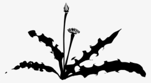 Dandelion, Weed, Plant, Silhouette - Dandelion Silhouette