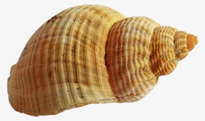 Seashell Png