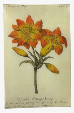 Double Orange Lily - Pasqueflower