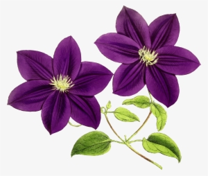 Clipart - Purple Flower Clipart