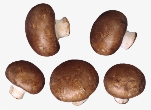 Mushroom Png Image - Mushrooms Transparent Background