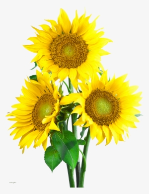 sun flower images png