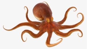 Octopus Png