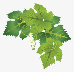 Grape Leaves Png Clipart Free - Grapes Leaf Png