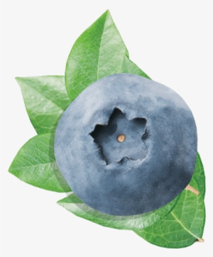 Blueberry Blueberry - Blueberry