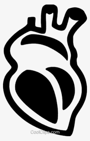 Human Heart - Human Heart Vector Png
