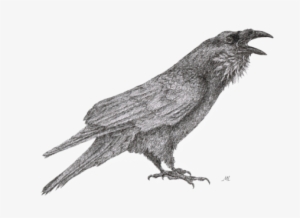 2nd September - Raven Drawing Transparent