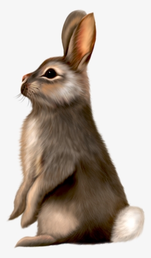 Bunny Clipart - Picsart Png All Animal
