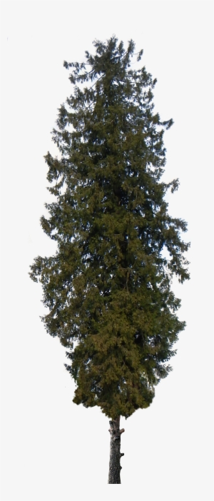Norfolk Island Pine Tree Png - Pine Tree Png