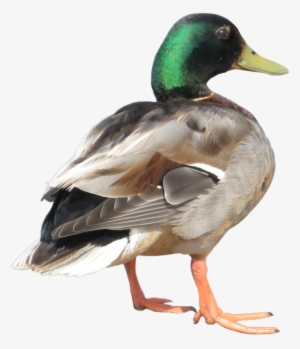 Duck - Animals Flashcards Free Printable