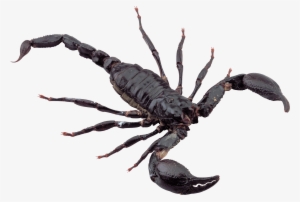 Black Scorpion - Black Scorpion Png