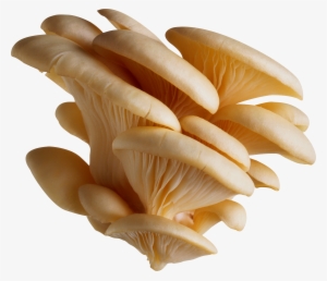 White Oyster Mushroom Png