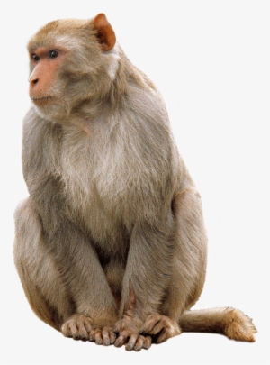 Animals - Monkeys - Rhesus Monkey Without Background