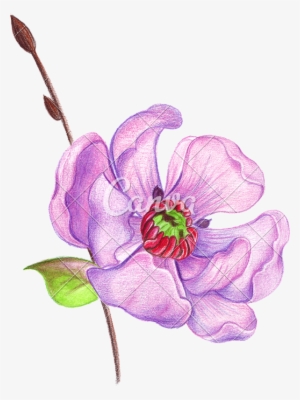 Hand Drawing Of A Realistic With Colored Pencils - Dibujo Flores A Lapiz