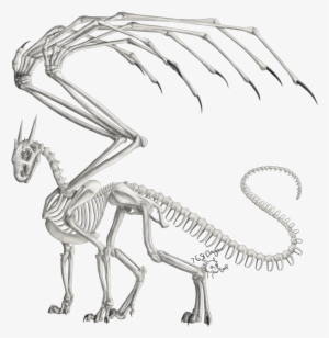 Drawn Dragon Anatomy - Dragon Anatomy Skeleton