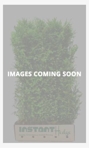Click To See More - Quickhedge Taxus Baccata - Venijnboom 100x180 Cm.