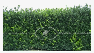 hedge texture seamless download - cutout hedge
