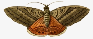 Moth Png - Clip Art Of Moth