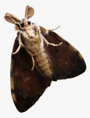 Moth Png Transparent - Moth Transparent