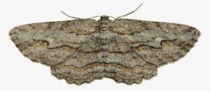 Moth Png Photo - Beige