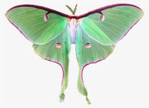 Luna Moth Fairy - Moth Png