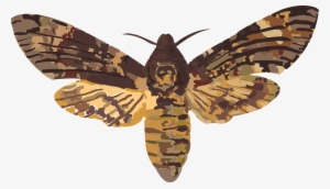 African Death's Head Hawkmoth Hawk Moths Elephant Hawk-moth - Death's Head Hawk Moth Uk