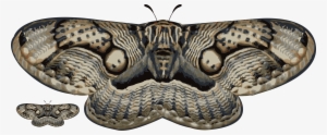 Moth - Moth Wing Tea By Dennis Cruz