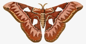 Small - Moth Clipart