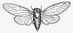 Moth, Animal, Insect, Wings - Cicada Drawing