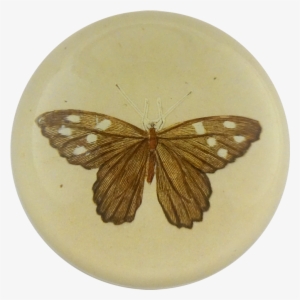 Moth