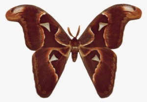 Atlas Moth - Brown Butterfly Wings Png