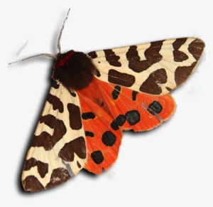 Tiger Moth - Garden Tiger Moth