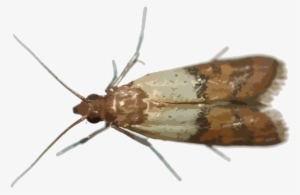 Hr Pantry Pests - Hofmannophila Pseudospretella